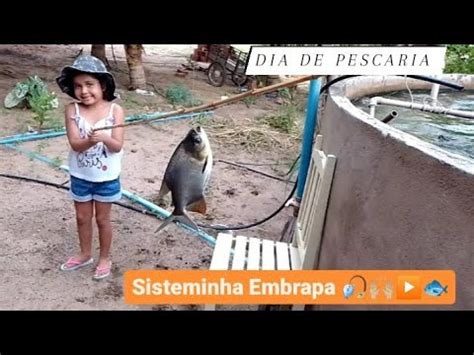 Pescaria de Pangasius e tambaqui peixe panga em criatório do