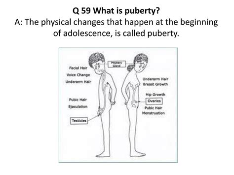 Diagram Of Puberty