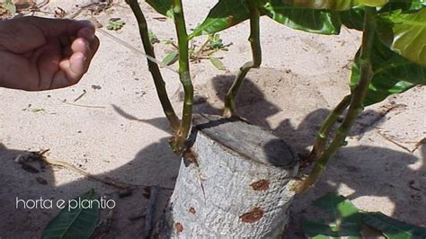 A Incr Vel Enxertia Do Cajueiro Vermelho Feita No Cavalo Da Mangueira