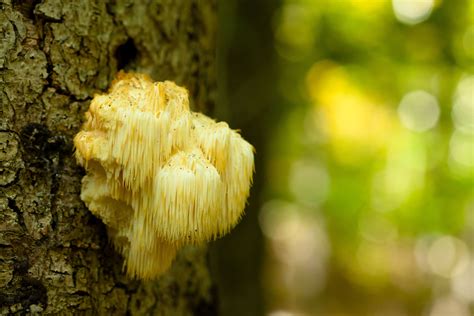 Lion S Mane Hericium Erinaceus Identification Look Alikes Benefits