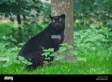 Black Panther In The Jungle Stock Photo Alamy