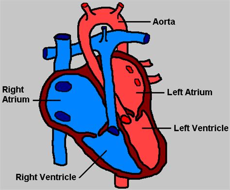 Human Heart Diagram