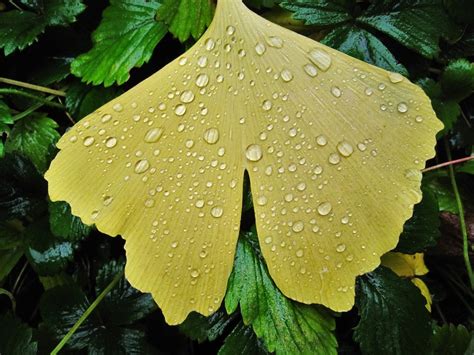 Clear Your Brain Fog with Ginkgo Biloba - Holistic Health for Life