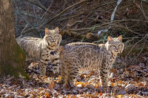 Bobcat brothers relocate to official habitat - Bays Mountain Park and ...