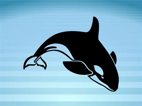 Killer Whale Vector Art & Graphics | freevector.com