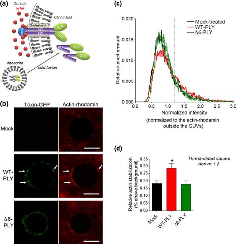 Transmembrane Actin Clustering By Ply In Guvs A Schematic