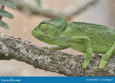 Common Chameleon Chamaeleo Chamaeleon In Southern Spain Andalusia