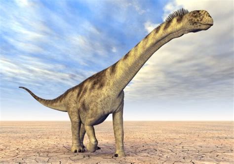 Camarasaurus Dinopedia Alles über Dinosaurier und mehr