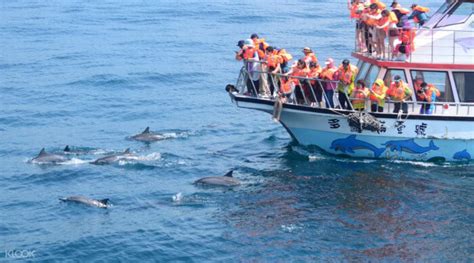 【全台賞鯨去】宜蘭、花蓮、龜山島賞鯨行程攻略！ Funtime旅遊比價