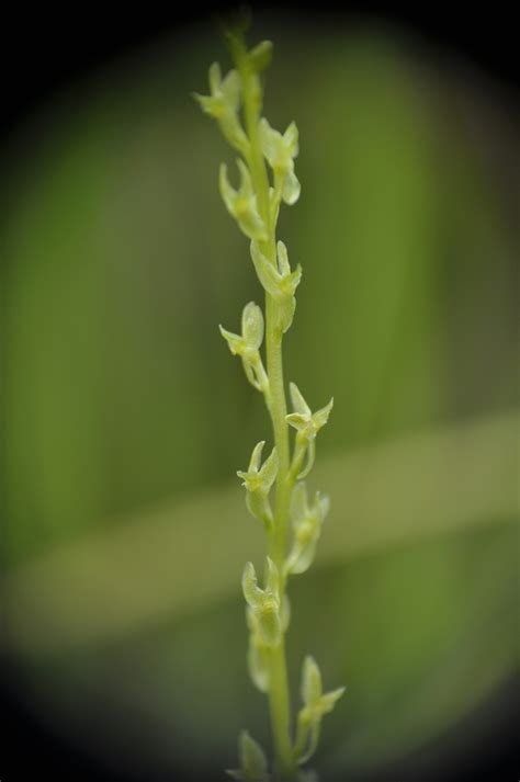 Bog Adder S Mouth Orchid From On July