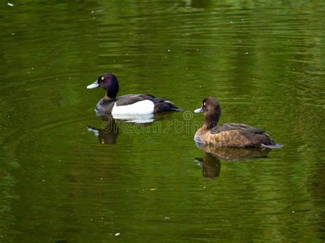 A Pair Of Ducks Tufted Duck Floating In A Pond Stock Image Image Of