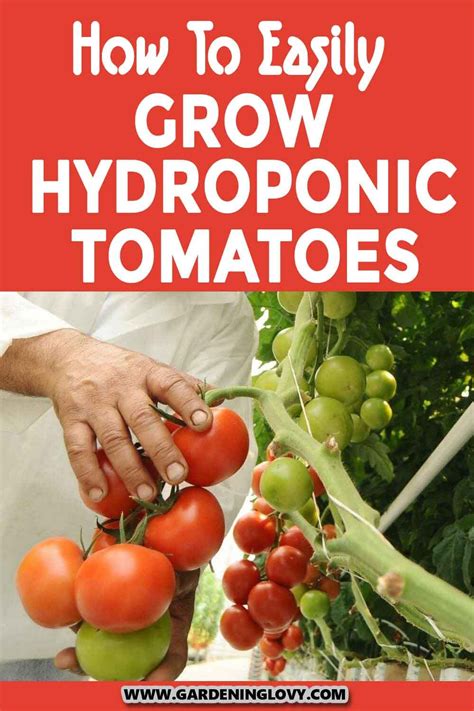 Easy Hydroponic Tomato Growing Guide