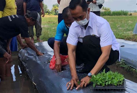 Petani Cabai Dilatih Gerdal Hama Ramah Lingkungan Bali Prawara