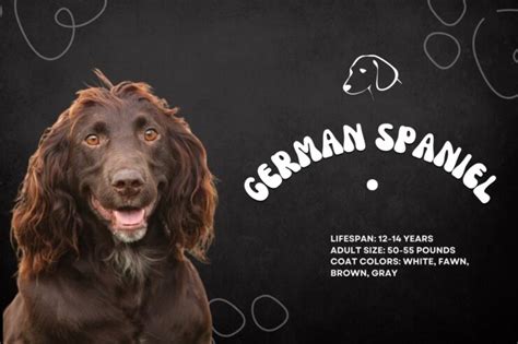 10 Dog Breeds With Curly Ears Hair 2023 They Will Steal Your Heart