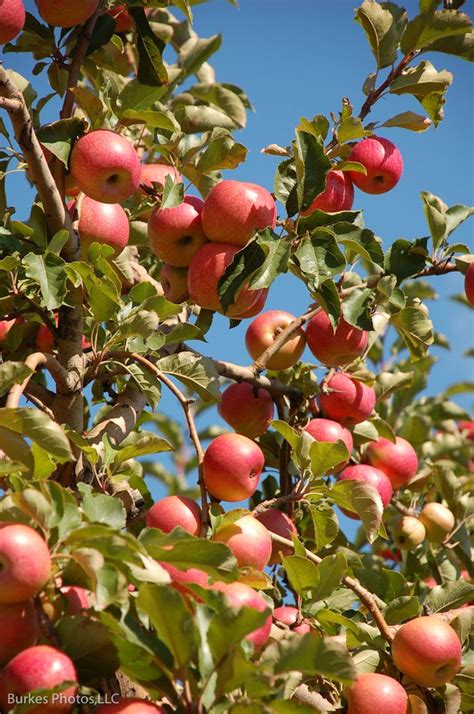 Apple Picking Near Me Virginia Farm House