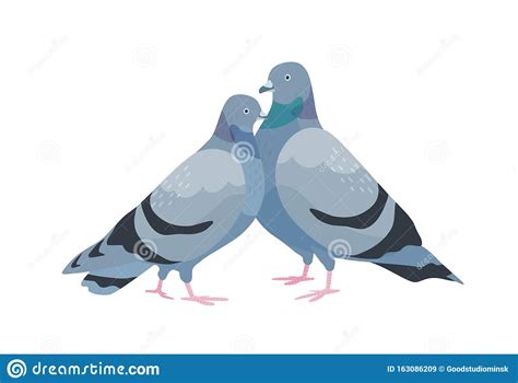 Dois Pombos Bonitos Aves Do Sexo Feminino E Do Sexo Masculino