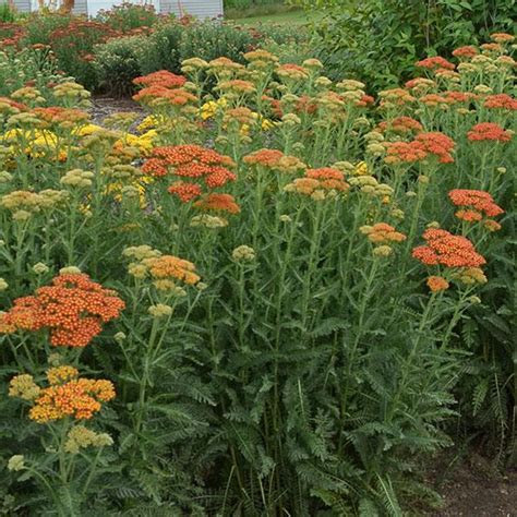 Achillea Millefolium Sassy Summer Sunset