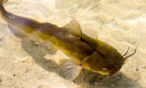 bullhead catfish