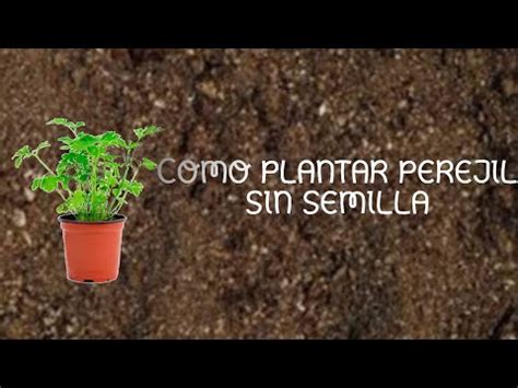 Descubre C Mo Cultivar Esquejes De Perejil En Agua Una Forma F Cil Y