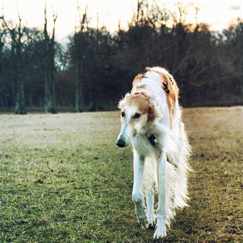 140 best Russian Wolfhound images on Pinterest | Russian wolfhound ...