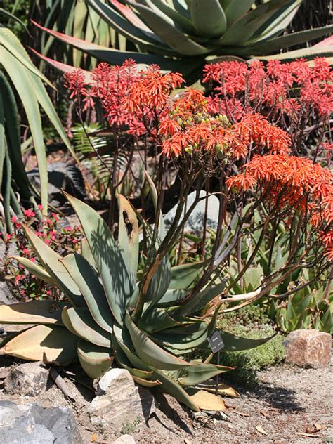 Lg African Coral Aloe Plant Aloe Striata Kens Nursery