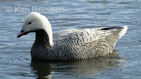 Emperor Goose Chen Canagica Focusing On Wildlife