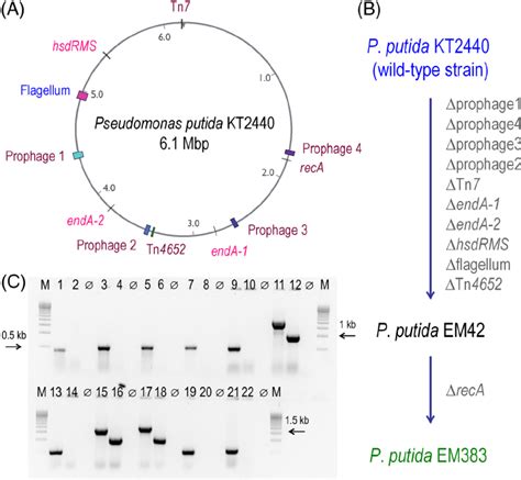 Operons And Genomic Regions Deleted In P Putida Kt2440 To Construct A