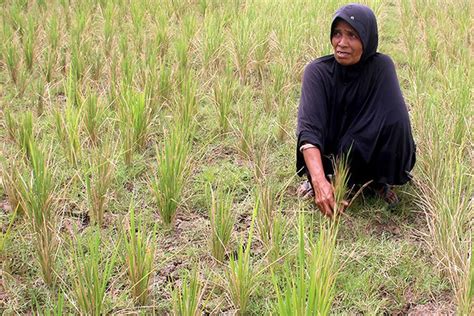 Foto Dongkrak Kinerja Pertanian BUMN Pupuk Luncurkan Cerdastani