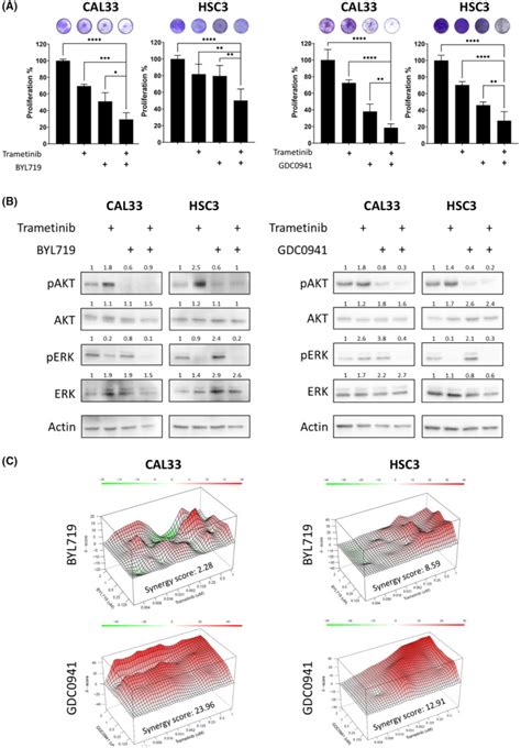 Human Hnscc Cell Lines Cal33 Atcc Bioz