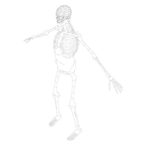 Drawing Of Full Human Skeleton Illustrations Royalty Free Vector