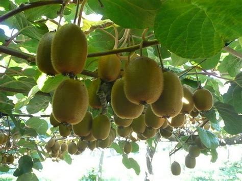 How To Grow Kiwifruit From Seed The Garden Of Eaden