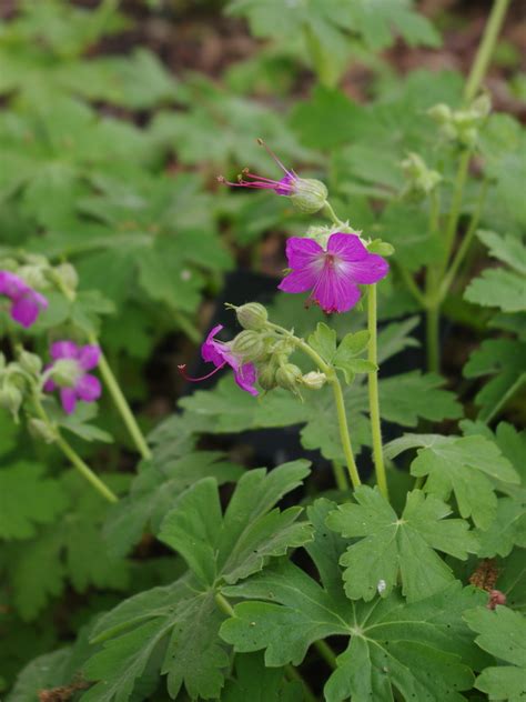 Geranium Macrorrhizum Sandwijck Beth Chattos Plants