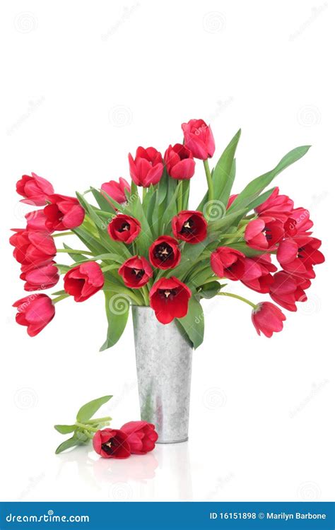 Red Tuilp Flowers Stock Photo Image Of Beauty Spring 16151898