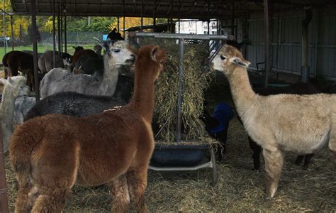 P S Powers Stop Motion Of Alpaca Eating Lindsey Powers Flickr