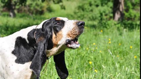 Gascon Saintongeois Prix De Ce Chien Caract Re Sant Alimentation