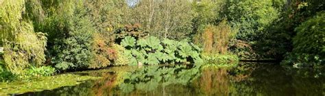 Gunnera - watering, care, and growing mammoth leaf in pots