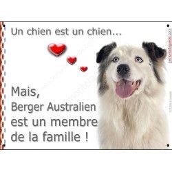 Berger Australien Blanc Et Bleu Merle T Te Plaque Attention Un Chien