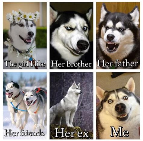 Husky Joke Meme