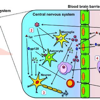 Summary Of Mechanisms Of Neuropathogenesis In The Cns Hiv And Hiv