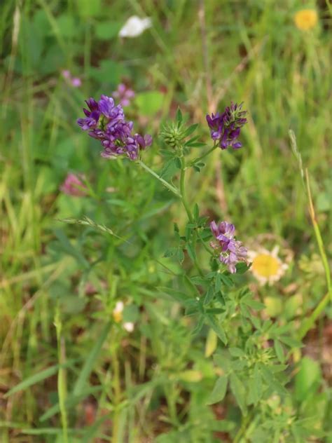 Alfalfa Medicago Sativa Edible Medicinal Uses Of The Vitamin And