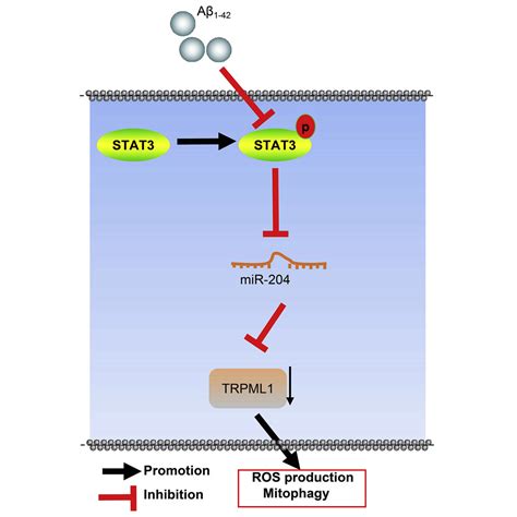 Mir 204 Silencing Reduces Mitochondrial Autophagy And Ros Production In