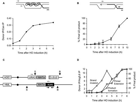 A Recombination Execution Checkpoint Regulates The Choice Of Homologous