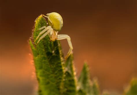 Black and Yellow Spider · Free Stock Photo