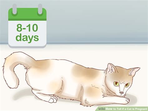 How To Tell If A Cat Is Pregnant 12 Steps With Pictures