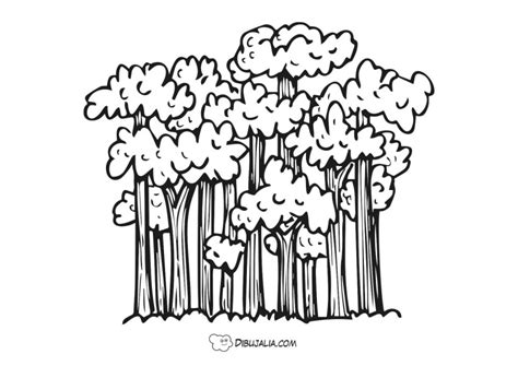 Bosque frondoso con muchos árboles Dibujo 2033 Dibujalia Dibujos