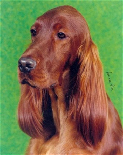 TARAGLEN Irish Setters Irish Setters Australia