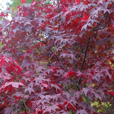 Acer Palmatum Atropurpureum Purple Japanese Maple Atropurpureum