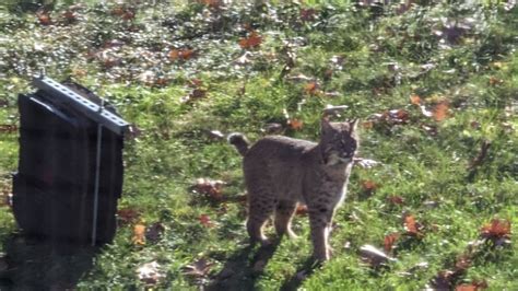 Bobcat Spotted On Porch In Monson Wwlp