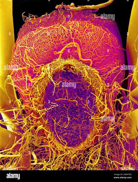 Pituitary Gland Blood Vessels Coloured Scanning Electron Micrograph