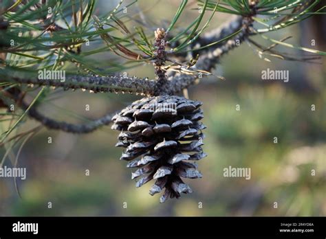 Pine Cone Ambiance Hi Res Stock Photography And Images Alamy